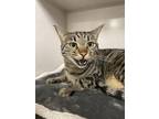 Tommy Domestic Shorthair Adult Male