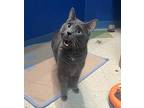 Ghost Domestic Shorthair Adult Male