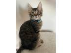 Buxton Domestic Shorthair Kitten Male