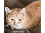 Esmerelda Domestic Shorthair Adult Female