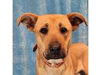 Lox *foster needed* Mountain Cur Young Male