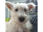 Scottish Terrier Puppy for sale in Ellisville, MS, USA
