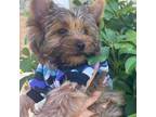 Yorkshire Terrier Puppy for sale in Orangevale, CA, USA