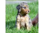 Mutt Puppy for sale in North Adams, MI, USA