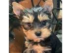 Yorkshire Terrier Puppy for sale in New Albany, MS, USA