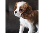 Cavalier King Charles Spaniel Puppy for sale in Rock Valley, IA, USA