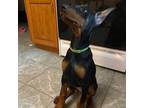 Doberman Pinscher Puppy for sale in Appleton, WI, USA