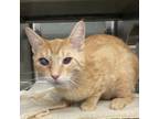 Baffin, Domestic Shorthair For Adoption In Palm Springs, California