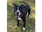 Davinci, Boston Terrier For Adoption In Richmond Hill, Georgia