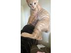 Queso, Domestic Shorthair For Adoption In Baltimore, Maryland
