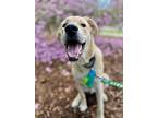 Kashew, Labrador Retriever For Adoption In Lewisville, Indiana