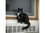 Randy, Domestic Mediumhair For Adoption In Montreal, Quebec