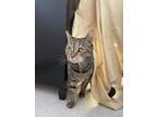 Casia, Domestic Shorthair For Adoption In Baltimore, Maryland