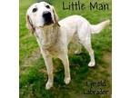 Little Man, Labrador Retriever For Adoption In Newport, Kentucky