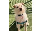 Winston, Terrier (unknown Type, Small) For Adoption In Santa Cruz, California
