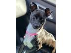 Kris, Rat Terrier For Adoption In Phoenix, Arizona