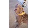 Lola, American Staffordshire Terrier For Adoption In Mckinney, Texas