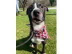 Gloria, American Pit Bull Terrier For Adoption In Warrenton, Virginia