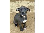 Salsa, American Staffordshire Terrier For Adoption In Saugus, Massachusetts