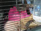 Pim, Rat For Adoption In Raleigh, North Carolina