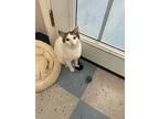 Cream Cheese, Domestic Shorthair For Adoption In Raleigh, North Carolina