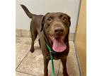 Simone, Labrador Retriever For Adoption In Houston, Texas