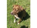 Rex, Labrador Retriever For Adoption In Memphis, Tennessee
