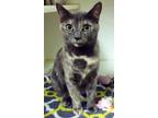 Potsi, Domestic Shorthair For Adoption In Lowell, Massachusetts