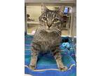 Emcee, Domestic Shorthair For Adoption In Lincoln, Nebraska