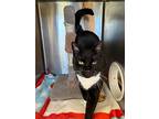 Vern, Domestic Shorthair For Adoption In Campbell River, British Columbia