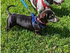 Greta, Dachshund For Adoption In Humble, Texas