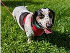 Dexter, Dachshund For Adoption In Humble, Texas