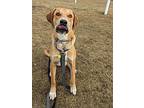 Eros (foster-to-adopt), Labrador Retriever For Adoption In Mississauga, Ontario