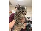 Olivia, Domestic Shorthair For Adoption In Pekin, Illinois