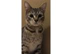 Astrid, Domestic Shorthair For Adoption In Goodyear, Arizona