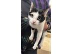 Candy, Calico For Adoption In Napa, California