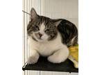 Pimiento, Domestic Shorthair For Adoption In Etobicoke, Ontario