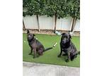 Leo And Molly, Labrador Retriever For Adoption In Phoenix, Arizona