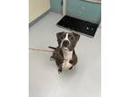 Cash, American Pit Bull Terrier For Adoption In Ann Arbor, Michigan