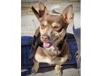 Buzz (va), Rat Terrier For Adoption In Virginia Beach, Virginia
