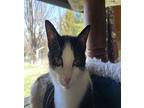 Vyola, Domestic Shorthair For Adoption In Athens, Tennessee