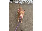 Ireland, American Pit Bull Terrier For Adoption In Twinsburg, Ohio