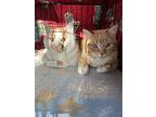 Sardine, Domestic Shorthair For Adoption In Steinbach, Manitoba