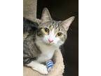 Umbra Chan, Domestic Shorthair For Adoption In Chandler, Arizona