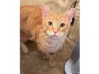 Kemp Baby, Domestic Shorthair For Adoption In Fort Worth, Texas