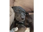 Sirius, Labrador Retriever For Adoption In Huntsville, Alabama