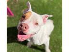 The Hound, American Pit Bull Terrier For Adoption In Fort Worth, Texas