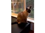 Willow Wisp, Siamese For Adoption In Mountain View, California