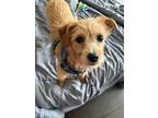 Apple, Norfolk Terrier For Adoption In Richmond Hill, Ontario