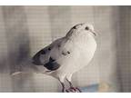 Freedom, Pigeon For Adoption In San Francisco, California